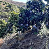  at Mangu Mangas in Vilnius