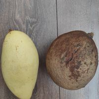 "Nom Dok Mai" type of mango and mamey sapote at Mangu Mangas in Vilnius