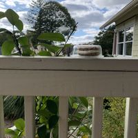 Best oatmeal cream pie ever! at Heirloom Food Company in Danielson