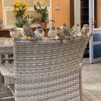 The other patrons looked a little hungry but were very friendly  at Müüriääre Kohvik in Haapsalu