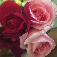organic roses perfect foraging edible rose water  at Upcountry Farmer's Market in Pukalani
