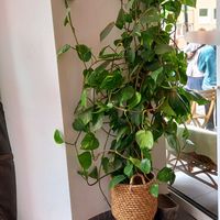 viele pflanzen at Ain Cafe in Cologne