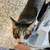 Friendly kitten. Partly blind and so lovable   at Roar Factory in Tainan