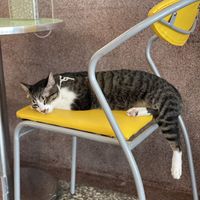 This kitty has their own Instagram where the story of how they were found and cared for by community can be seen.   at Roar Factory in Tainan