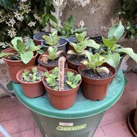   at botànic in Barcelona