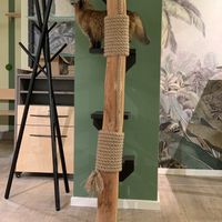   at Katzentempel Minden in Minden