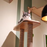  at Katzentempel Minden in Minden