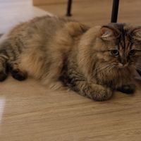  at Katzentempel Minden in Minden