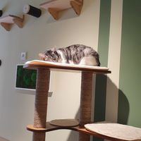  at Katzentempel Minden in Minden