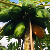  at Sąžiningas ūkis - Benedikto turguje - Maybe closed in Vilnius