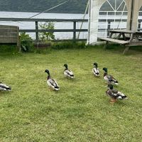   at The Dores Inn in Inverness