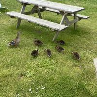   at The Dores Inn in Inverness