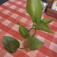 Nature at your table. at Espaço Not Meat in Rio Grande