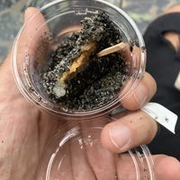   at Ben Zai Ten in Nara