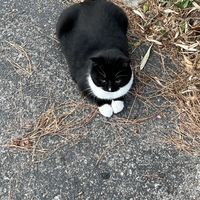 Cute stray cat named Lentil 😁  at Sunflower Cafe in Nashville