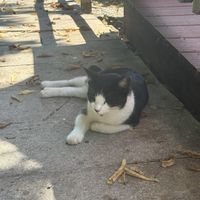 Patio cat  at Sunflower Cafe in Nashville
