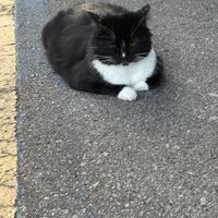 CAFE CATS  at Sunflower Cafe in Nashville