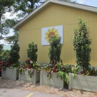 Landscaping with rainbow chard! at Sunflower Cafe in Nashville