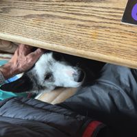 Dog (dog friendly pub 👍).  at The Farmers Arms in Haverfordwest