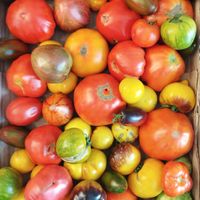  at inocent in Timisoara