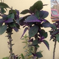 Lovely garden 💜 at Marwari Indian Food in Tepoztlan