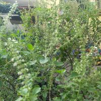  at Marwari Indian Food in Tepoztlan