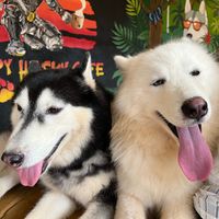Choco and Shiro ! at Happy Husky Cafe in Puerto Princesa
