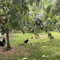 Mooie plek om eigen fruit en groente te plukken  at Zelfpluktuin Groenhof in Oosterend