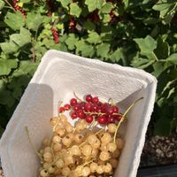 Heerlijk!  at Zelfpluktuin Groenhof in Oosterend