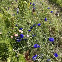 Prachtige bloemen   at Zelfpluktuin Groenhof in Oosterend