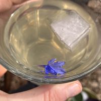 Zelfgemaakte vlierbloesem limonade   at Zelfpluktuin Groenhof in Oosterend