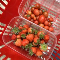 Picked strawbs and cherry tomatoes   at Zelfpluktuin Groenhof in Oosterend