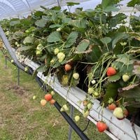   at Zelfpluktuin Groenhof in Oosterend