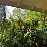 Fresh fruit is seen being grown and prepped all over the property 🤙   at Hana Harvest Cafe in Hana