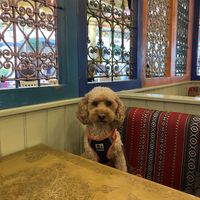 Dog friendly!!  at Comptoir Libanais in Ellesmere Port