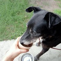 Pup ice cream at Cafe Inu in Carrington