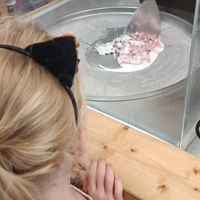 Freezing + chopping it is small pieces at Chop and Roll in Kos