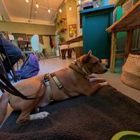 Our dog chilling in the cafe. at Plant. Eat. Licious in Bath
