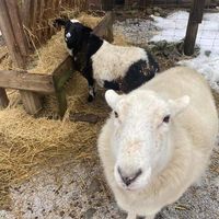 Camille and Sam at A Home for Hooves Farm Sanctuary in Duncan
