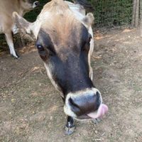 Ella and Eddie at A Home for Hooves Farm Sanctuary in Duncan