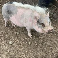 Blow out Mohawk season at A Home for Hooves Farm Sanctuary in Duncan