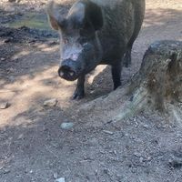 Penny at A Home for Hooves Farm Sanctuary in Duncan