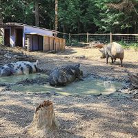 Prince, Buddy and Penny  at A Home for Hooves Farm Sanctuary in Duncan