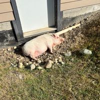 Tunie she is sweetheart loves belly rubs.  at A Home for Hooves Farm Sanctuary in Duncan