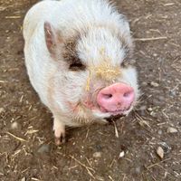 Winston my lil rollie pollie or my lil vampire such a sweet baby boy who just wants the cuddles.  at A Home for Hooves Farm Sanctuary in Duncan