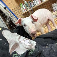 Esme just an active baby girl loves snuggles.  at A Home for Hooves Farm Sanctuary in Duncan