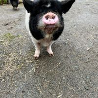 My Penelope love my time with her and all the snout kisses she loves belly rubs.  at A Home for Hooves Farm Sanctuary in Duncan