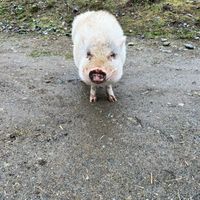 My lil man he is the cutest and with that smile he melts hearts. He sometimes loves belly rubs.  at A Home for Hooves Farm Sanctuary in Duncan
