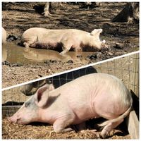  at A Home for Hooves Farm Sanctuary in Duncan