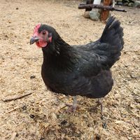  at A Home for Hooves Farm Sanctuary in Duncan